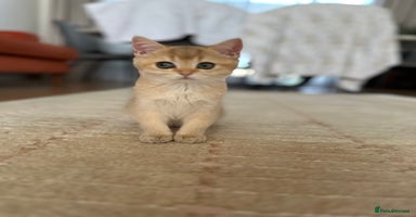 British Shorthair cats British Shorthair Golden kitten GCCF - Advert 4