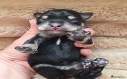 Miniature Schnauzer dogs for sale: Outstanding Miniature Schnauzer Puppies - Image 19