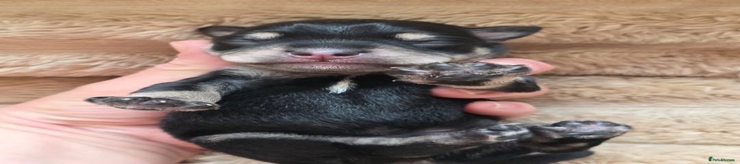 Miniature Schnauzer Puppy 1