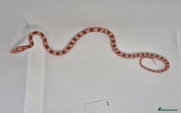 Corn Snake reptiles for sale: Corn snake hatchlings  - Image 1