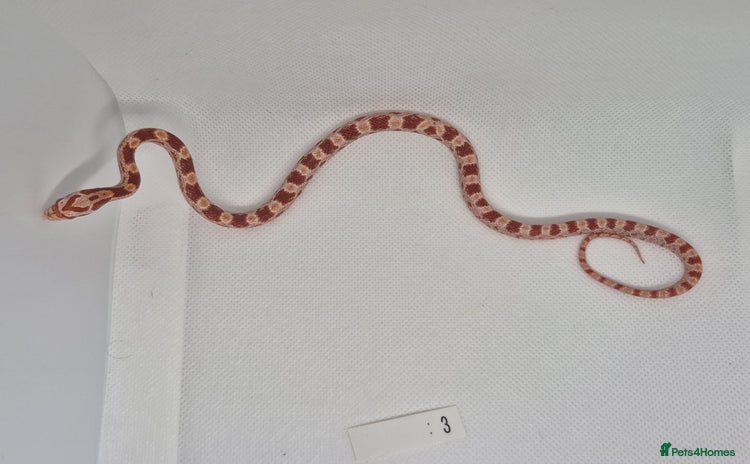 Corn Snake reptiles - Advert 1