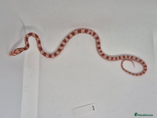 Corn Snake reptiles - Advert 1