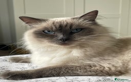 Ragdoll cats for sale: Ragdoll cross kittens - Image 6