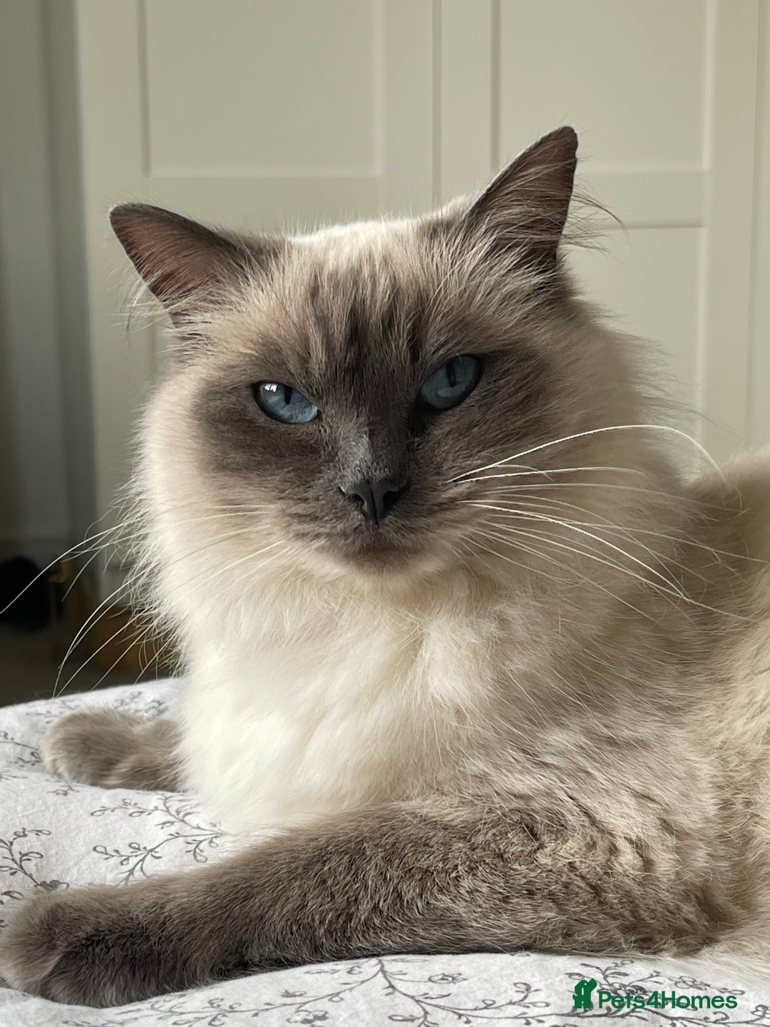 Ragdoll cats for sale: Ragdoll cross kittens - Image 6
