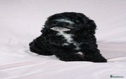 Cockapoo dogs for sale: Ready now beautiful litter F1B cockapoo puppies  in Leicester - Image 31