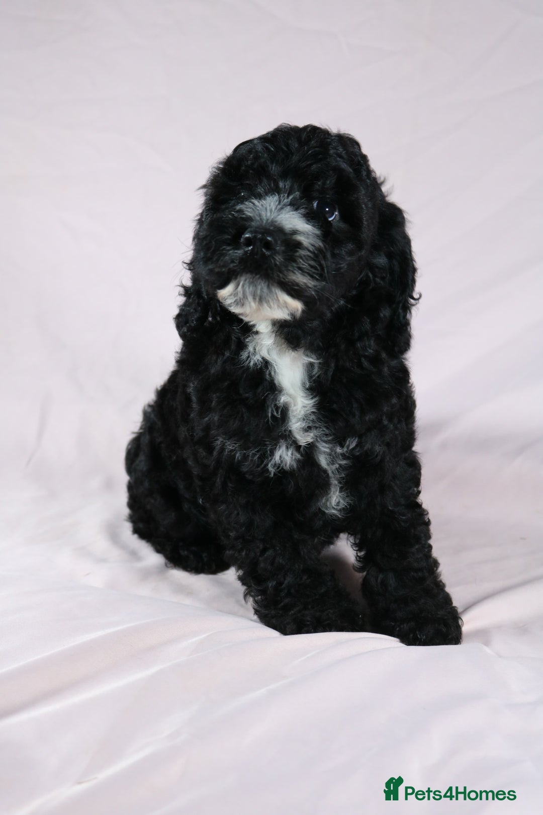 Cockapoo dogs for sale: Ready now beautiful litter F1B cockapoo puppies  in Leicester - Image 31