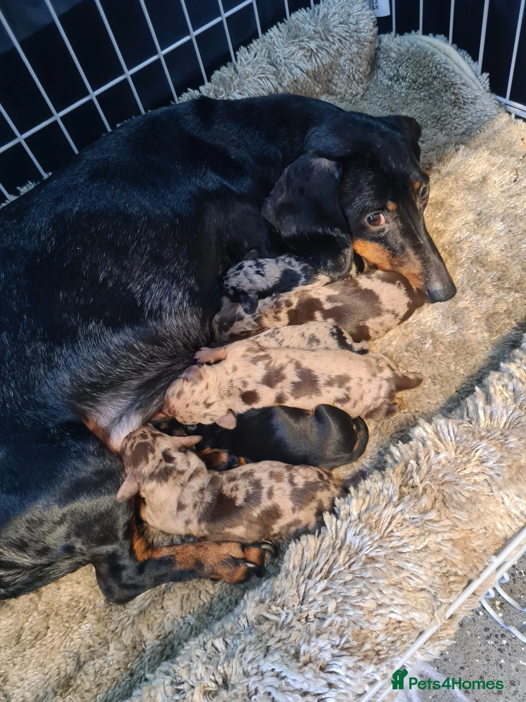 Dachshund dogs for sale: 4 Stunning Dachshund Pups in St Albans - Advert 14