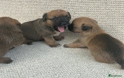 Jack Russell dogs for sale: Jack russel puppies  - Image 6