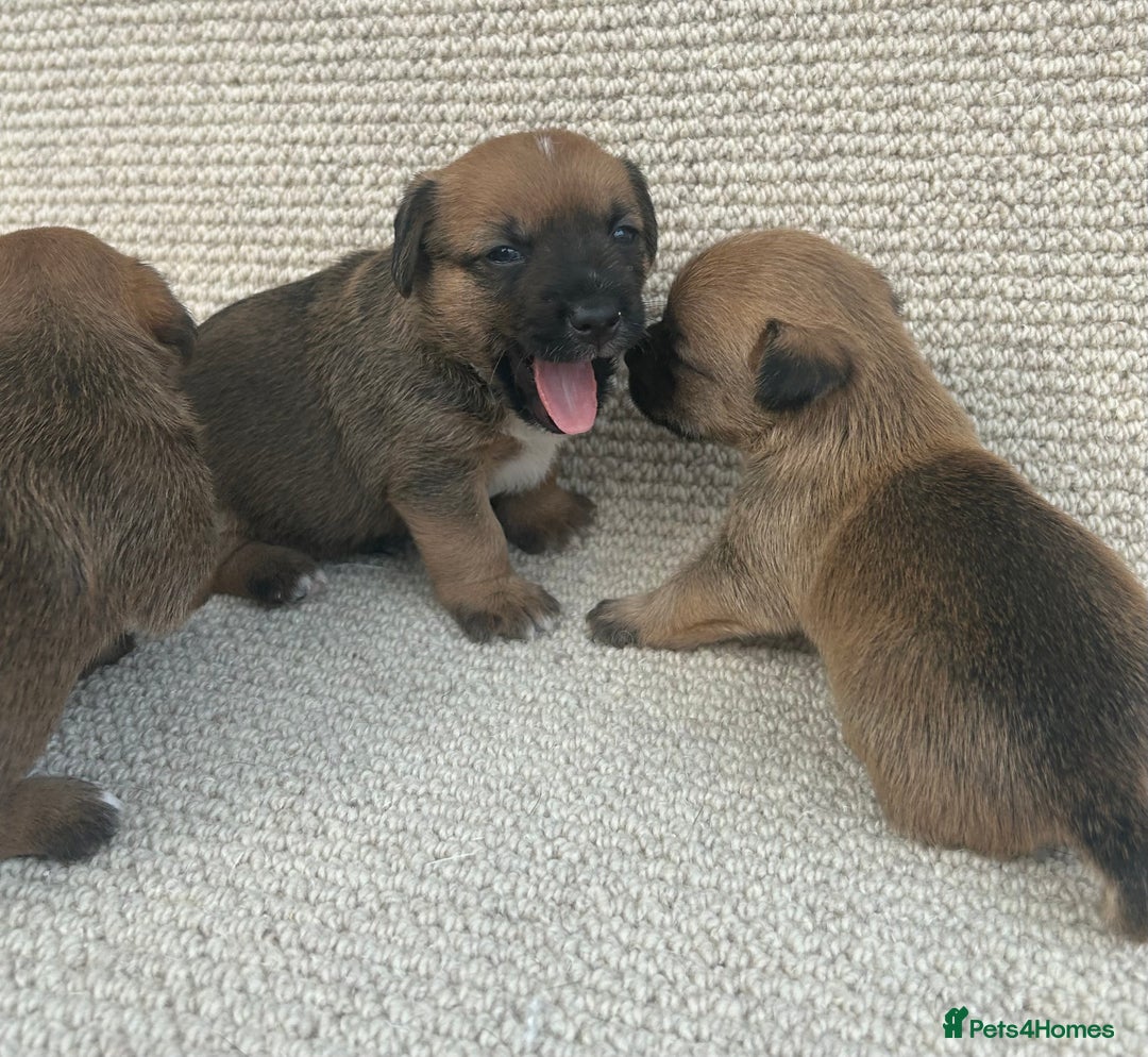 Jack Russell dogs for sale: Jack russel puppies  - Image 6