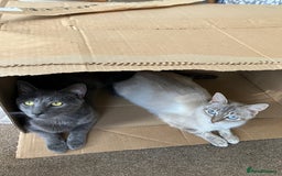 Siamese cats for sale: Siamese Lynx, - Image 4