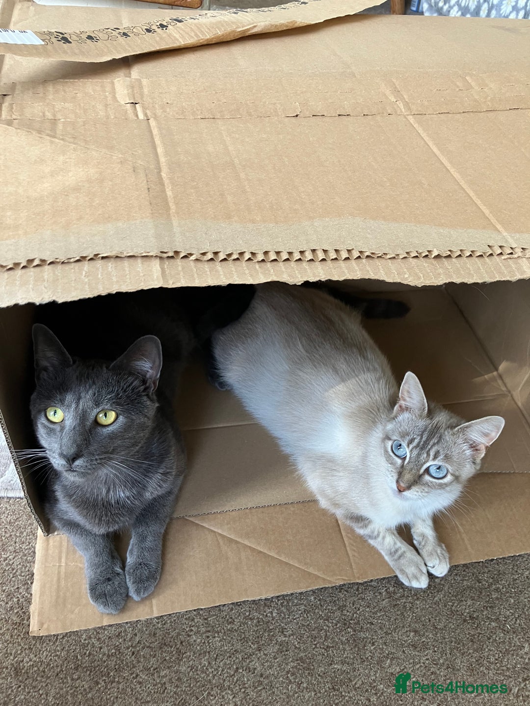 Siamese cats for sale: Siamese Lynx, - Image 4