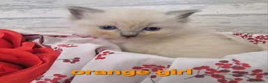 Ragdoll Kitten orange girl 