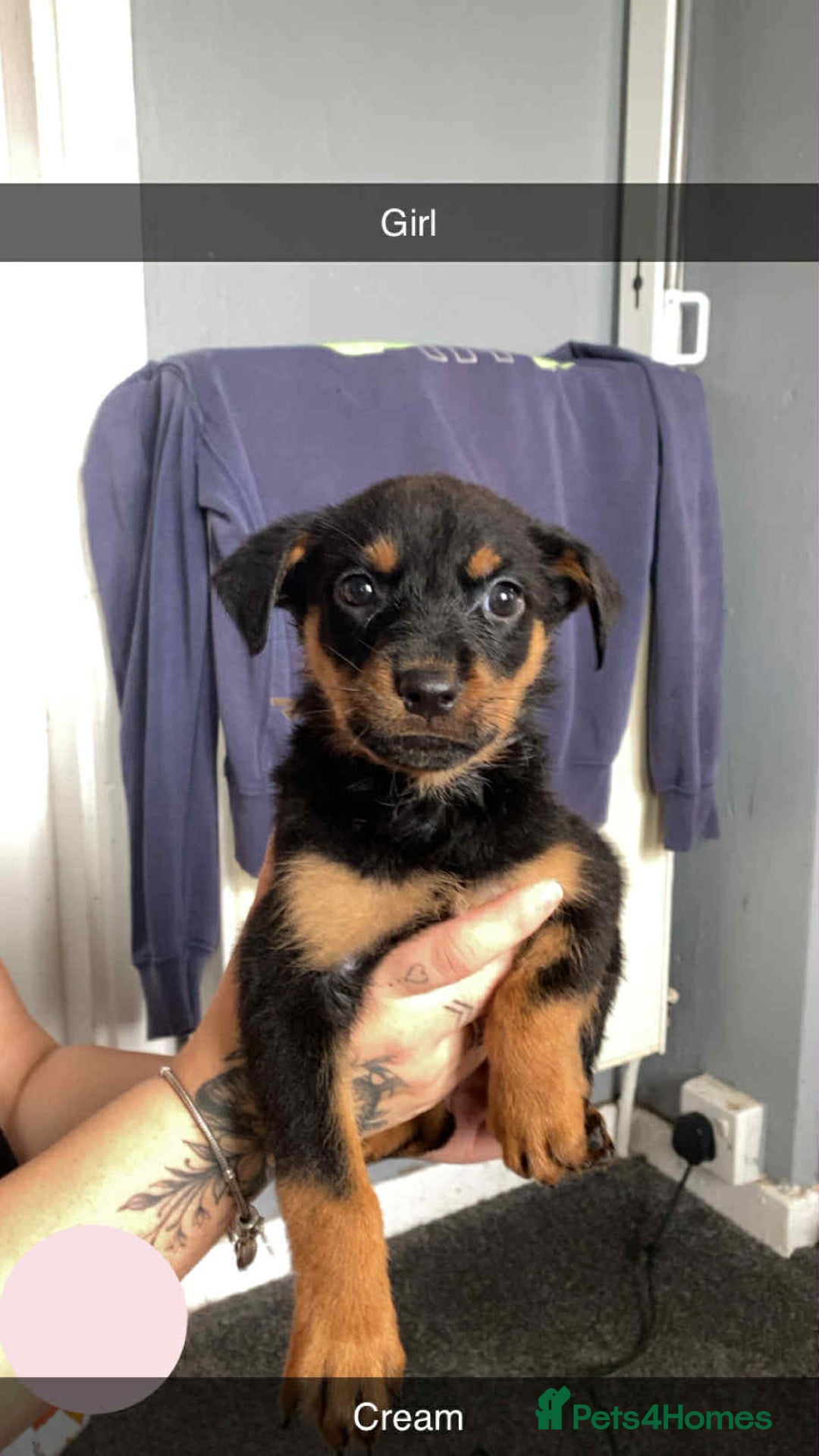 Rottweiler dogs for sale: 10 Rottweiler puppies - Image 4
