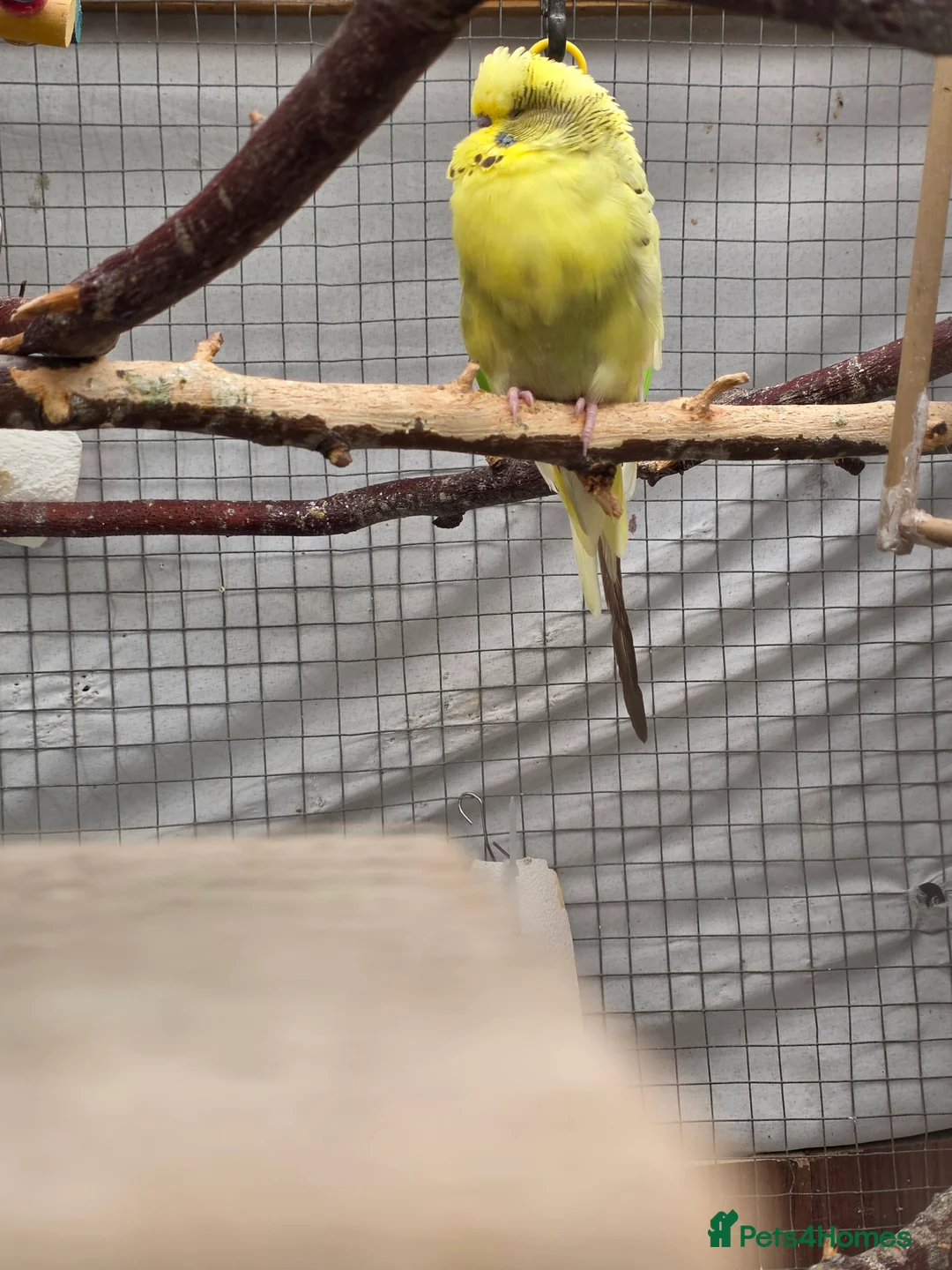 Budgerigars birds for sale: Budgies and guliden finch  - Advert 17