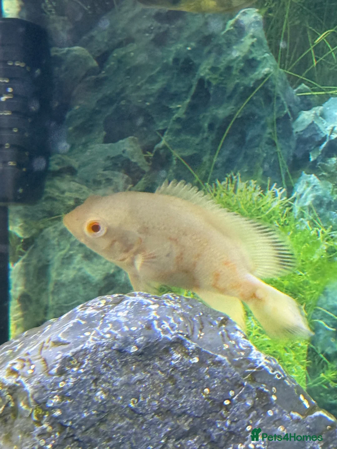 Cichlids fish for sale: Albino oscar - Advert 2