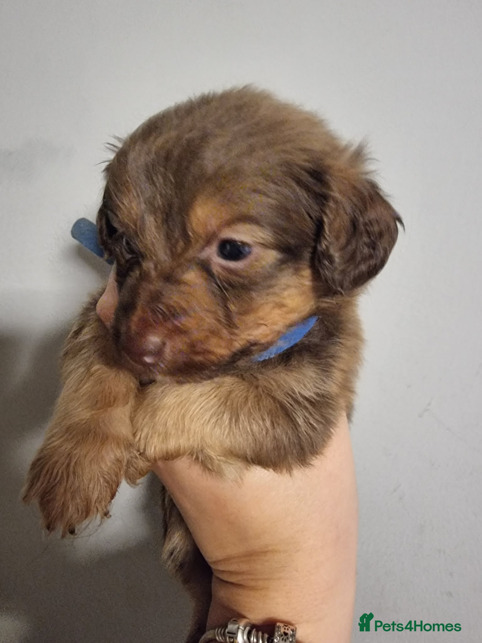 Mixed Breed dogs Miniature Dachshund x Pomeranian Puppies - Advert 17