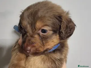 Mixed Breed dogs Miniature Dachshund x Pomeranian Puppies - Advert 17