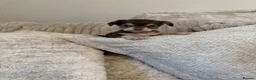 Chihuahua dogs for sale: Gorgeous chocolate tri chihuahua puppy boy - Advert 5