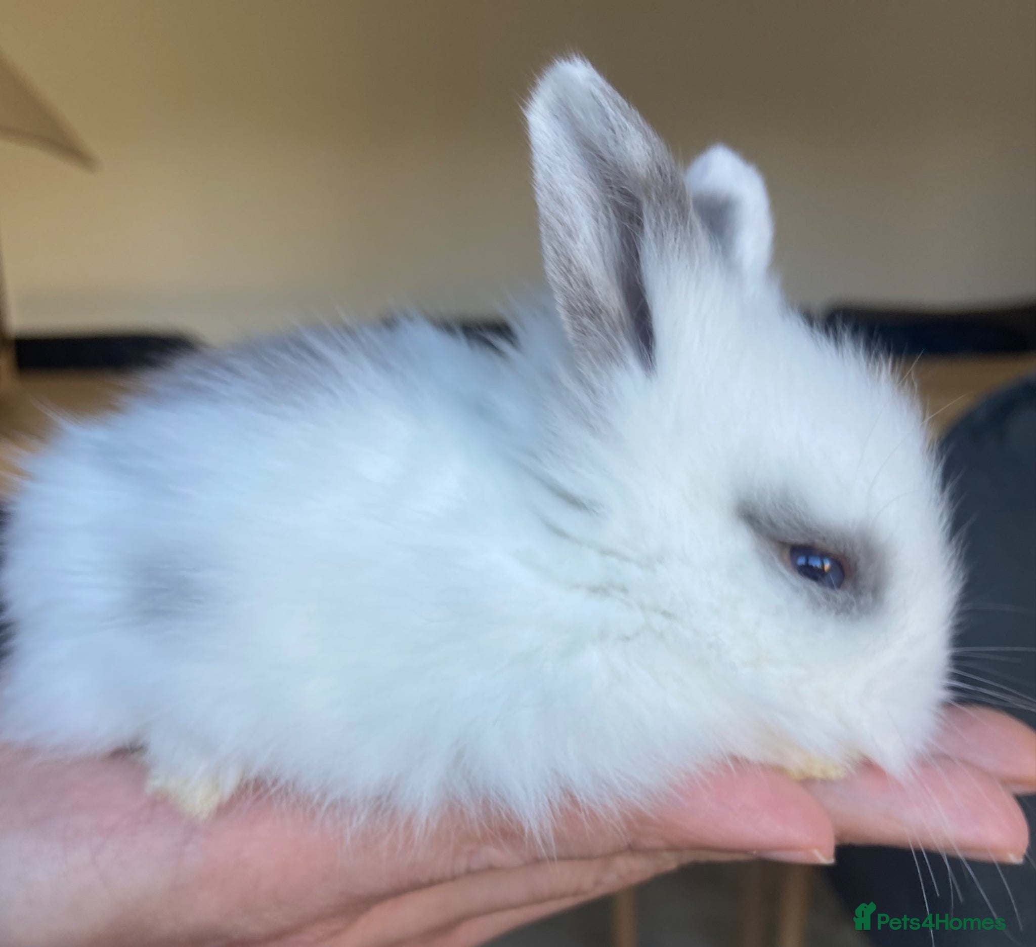 Lionhead rabbits for sale: Lion head bunnies  - Advert 3