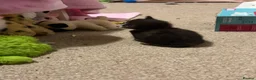 Domestic Shorthair cats for sale: 5 beautiful kittens for sale - Advert 20