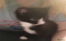 Mixed Breed cats for sale: 3 female kittens 1 male - Image 6