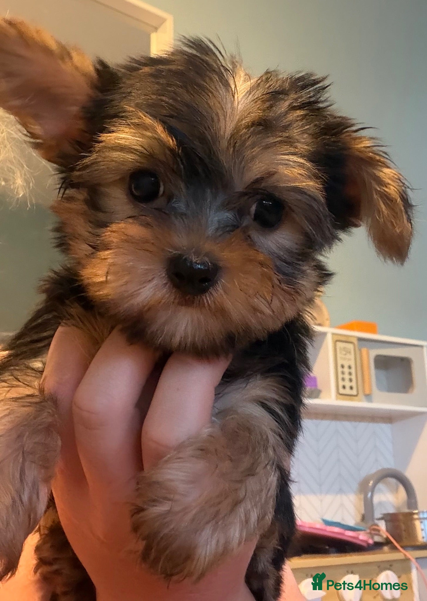 Yorkshire Terrier dogs  Yorkshire Terrier Puppies ready now - Advert 6