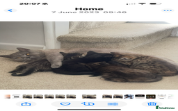 Mixed Breed cats for sale: British shorthair cross kittens  - Image 15