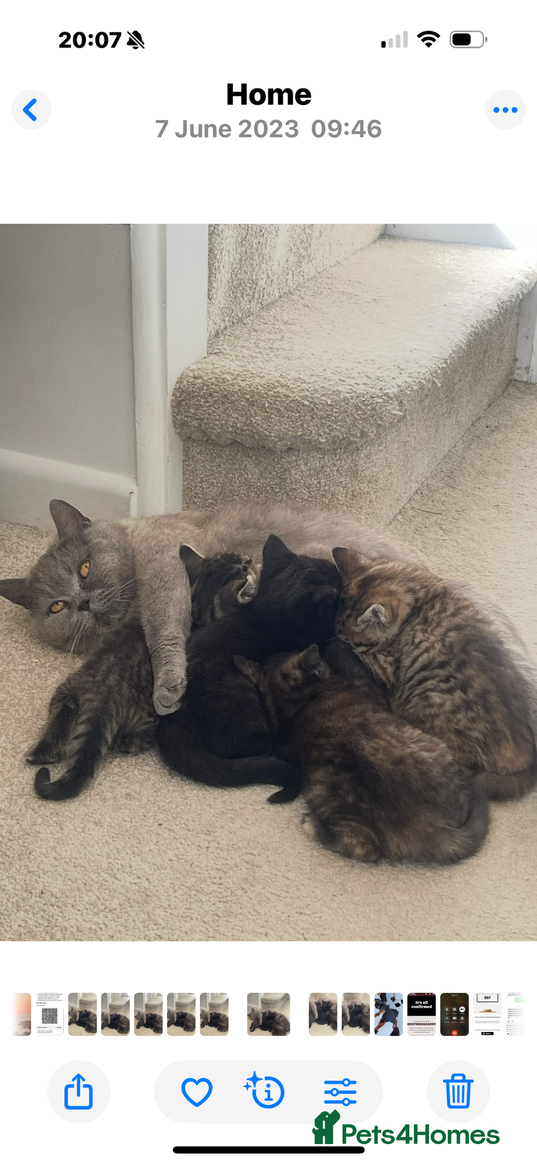 Mixed Breed cats for sale: British shorthair cross kittens  - Image 15