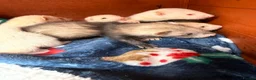 Ferret rodents for sale: 9 Gorgeous Ferret Kits - Advert 6