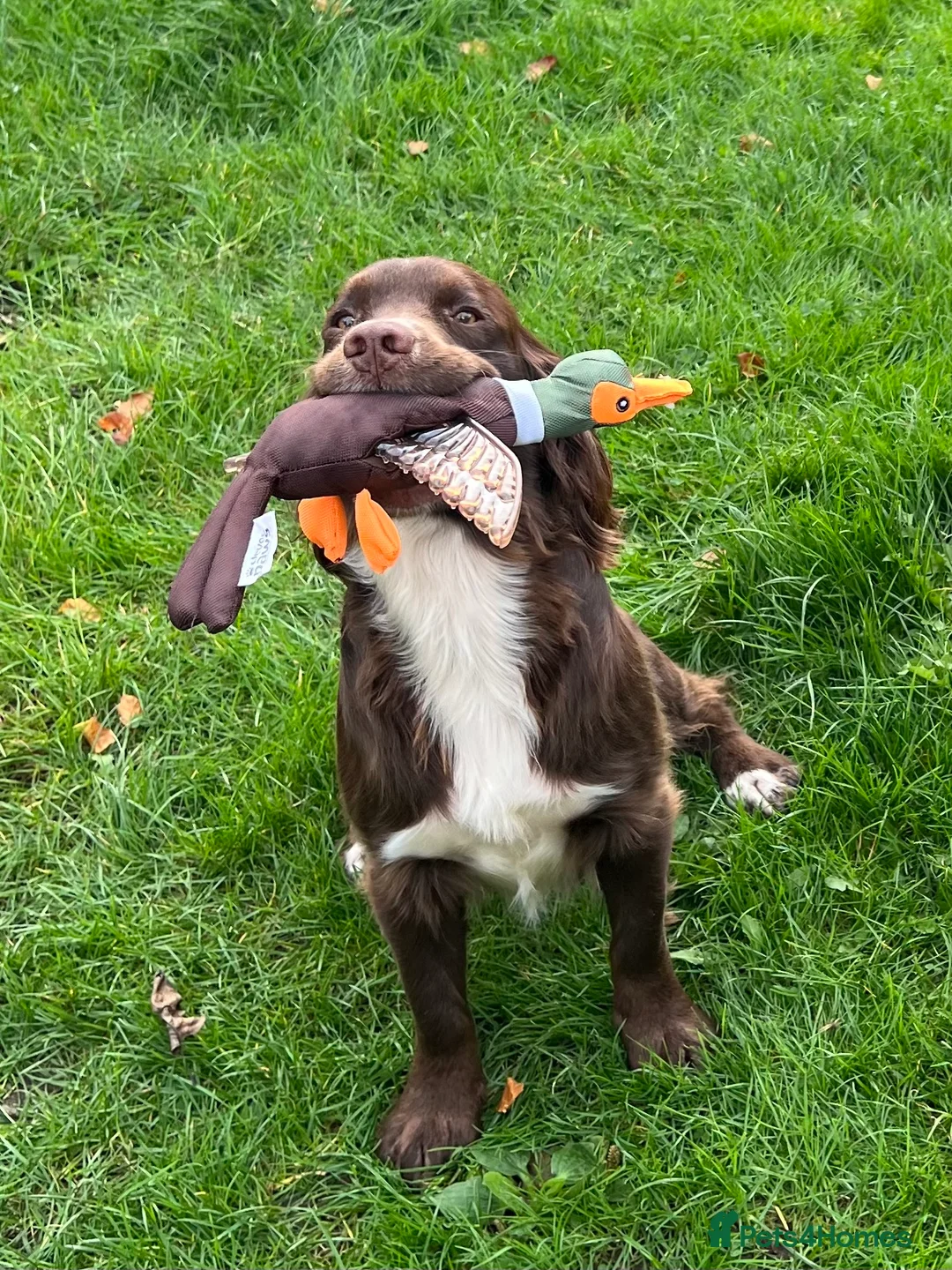 Sprocker dogs for stud: Health tested sprocker for stud in Shrewsbury - Advert 20