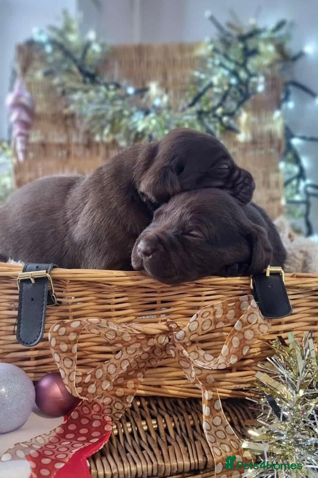 Labrador Retriever dogs for stud: Kc registered chocolate labrador - health tested  - Advert 6
