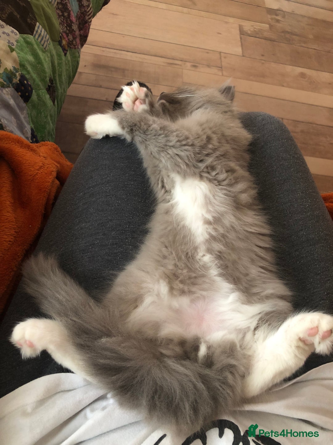 Ragdoll cats for sale: Tica reg Cherubim Ragdoll bonded siblings. Male.  - Advert 19