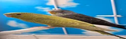 Budgerigars birds for sale: Black Face Dunfallow/BW Male+ Black wing/BF female - Advert 6