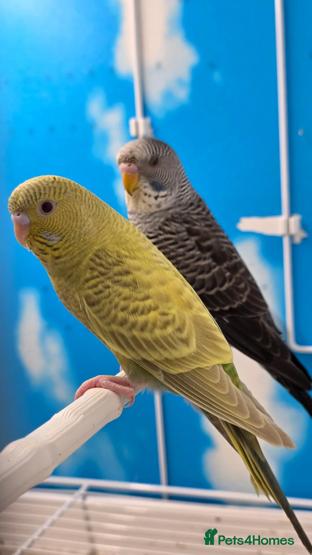 Budgerigars birds for sale: Black Face Dunfallow/BW Male+ Black wing/BF female - Advert 6