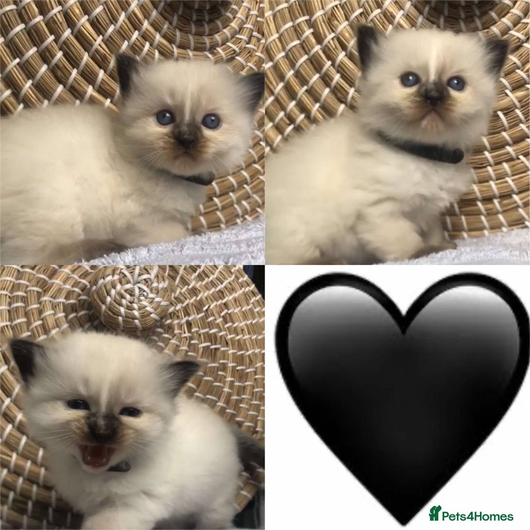 Ragdoll cats for stud: Rare Flame Point Ragdoll for stud - Image 13