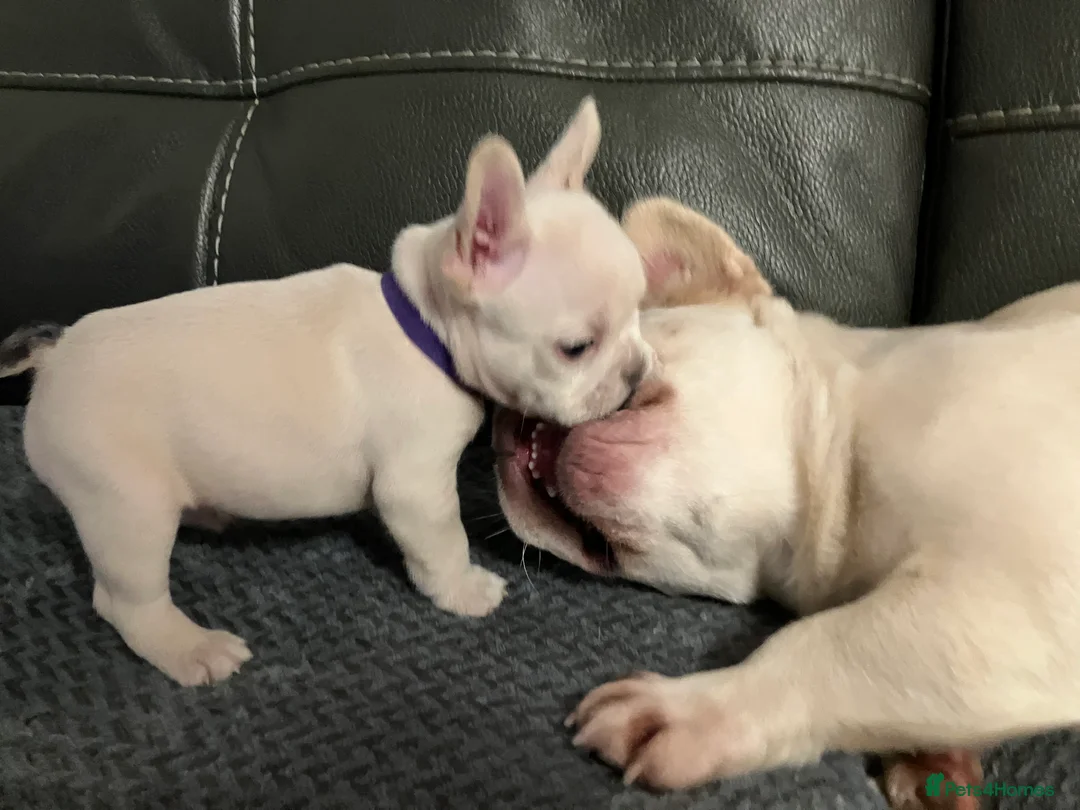 French Bulldog dogs for sale: Ready - Lilac Platinum - Fluffy Carriers - Advert 25