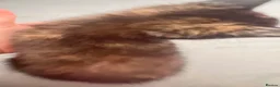 Mixed Breed cats for sale: Small kittens ready now london n9  in London - Advert 10