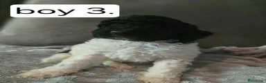 Standard Poodle Puppy 3
