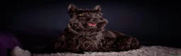 Scottish Terrier dogs for sale: Scottish terrier puppies  - Advert 5