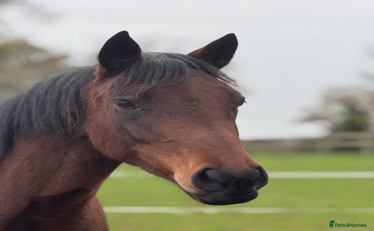 Welsh Section D horses - Advert 7