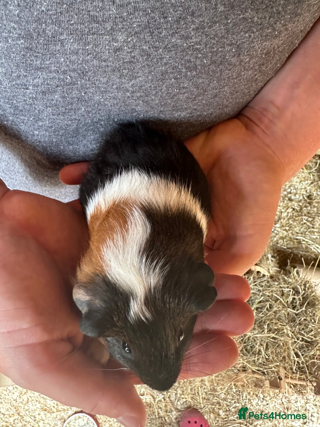 Guinea Pig rodents for sale: Single baby pigs seeking pairing.  - Image 4