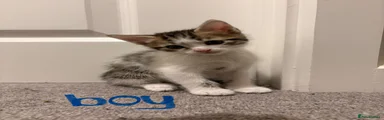 Boy 1