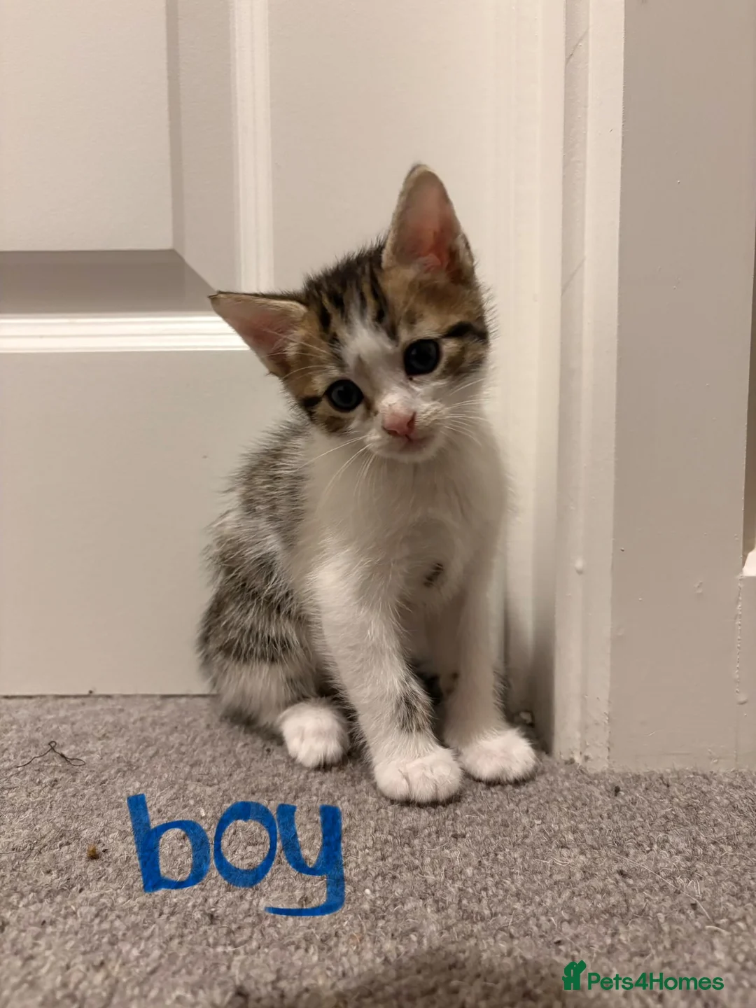 Mixed Breed cats for sale: 6 beautiful kittens! PLEASE read description!! - Advert 2