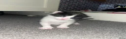 Mixed Breed cats for sale: Mixed breed female kittens  - Advert 7
