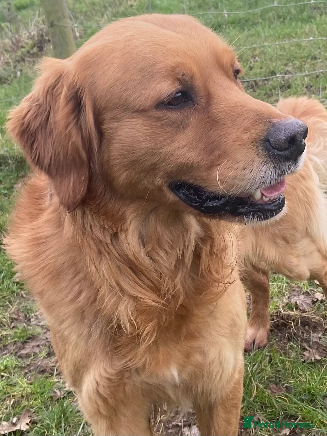 Golden Retriever dogs for stud: Rufus Golden Retriever Stud in Church Stretton - Advert 4