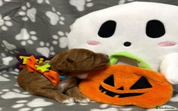 Cockapoo dogs for sale: 5 🌟 fox red cockapoo babies  ready  🏠 now 🐶 - Image 3