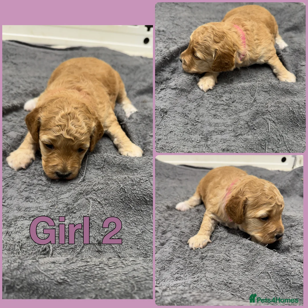 Cockapoo dogs for sale: Beautiful F1b Fully Health Tested Cockapoos  - Advert 1