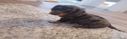 Dachshund dogs for stud: Rolo silver dapple miniature long-haired dachshund - Advert 5
