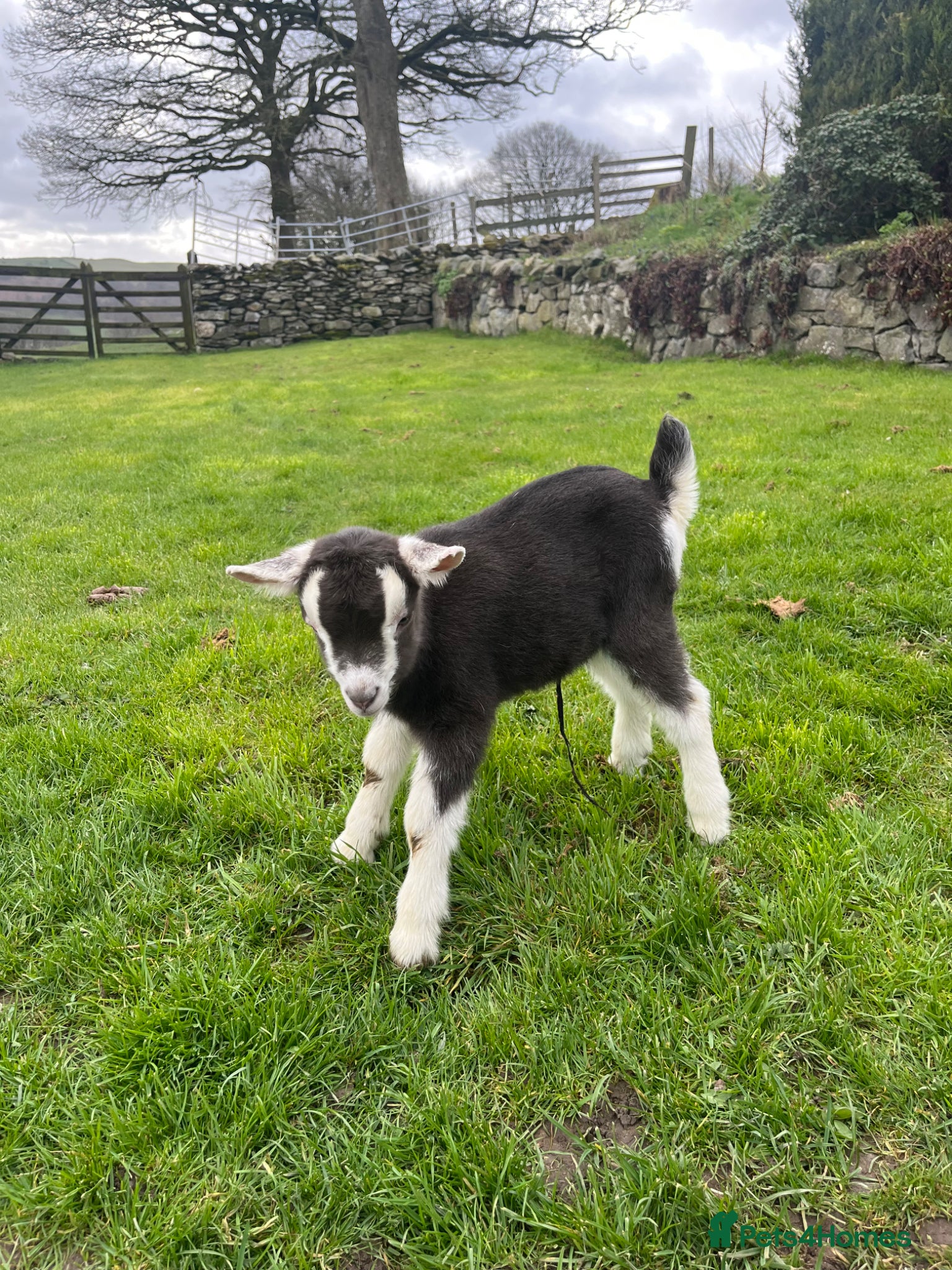 Goats livestock Wanted Toggenberg male  - Advert 14