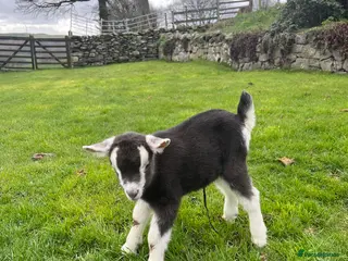 Goats livestock Wanted Toggenberg male - Advert 14